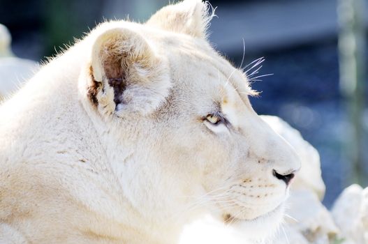 White lion female profile portrait closeup fur detail