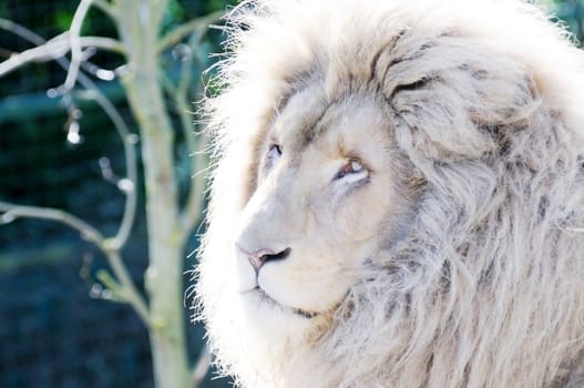 Closeup of male white lion showing mane detail