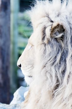 male white lion closeup profile showing mane fur detail