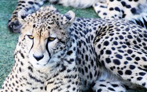 Cheetah laying on grass having a rest