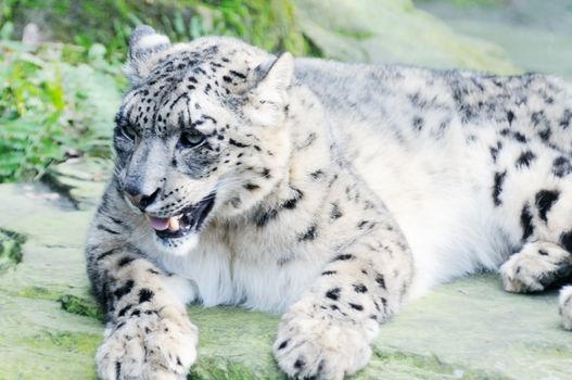 Closeup of beautiful snow leopard resting on a rock