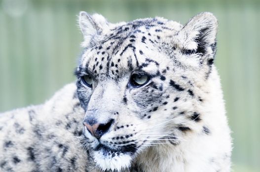 Closeup of snow leopard head with spotty fur detail