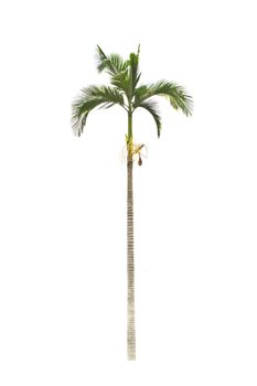 Palm tree on a white background