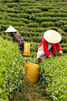 DA LAT, VIET NAM, ASIA - JULY 31. Two asia worker pick tea leaves (leafs) on tea plantation, the large tea farm in harvest stage in Dalat, Vietnam, Asia on July 31, 2012