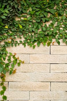 Creeper Plant growing on a brick wall