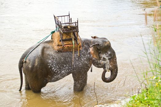 Elephant bathing in streams