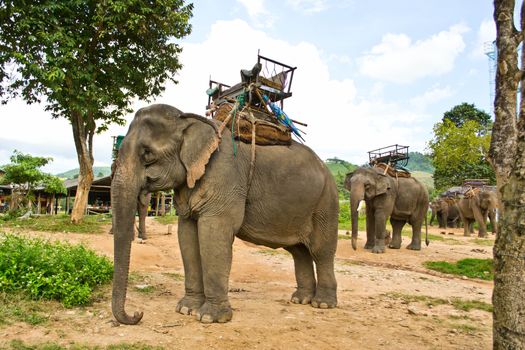 Elephant and attractions in elephant camps