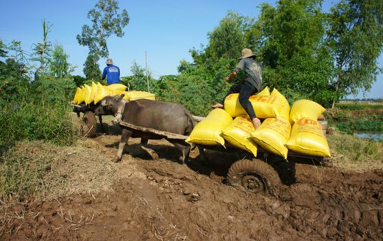 DONG THAP, VIET NAM- NOVEMBER 12: Buffalo cart try transport paddy in rice sack after harvest on farmland go through marshy area ,Dong Thap, Viet Nam, November 12, 2013 