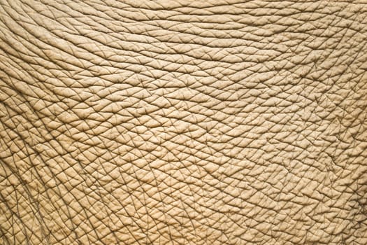 elephant skin 