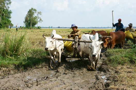 DONG THAP, VIET NAM- NOVEMBER 12: Buffalo cart transport paddy in rice sack after harvest on rice field in sunny day in Dong Thap, Viet Nam on November 12, 2013