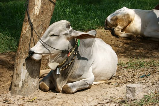 Tie a buffalo to a foot of a tree and he lie on ground, his neck has beautiful neck collar