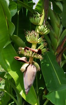 banana trees with bunch of bananas