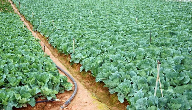 Cabbage field in rows      