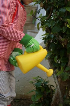 Child dressed in red uniform,raining shoes, and green gardening gloves is watering the bush using yellow watering pot