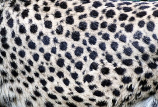 Abstract background of real cheetah fur