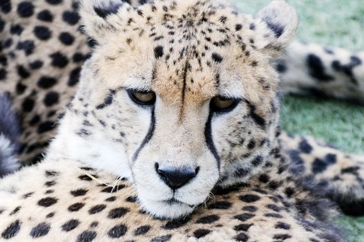 Cheetah closeup detail of fur and face