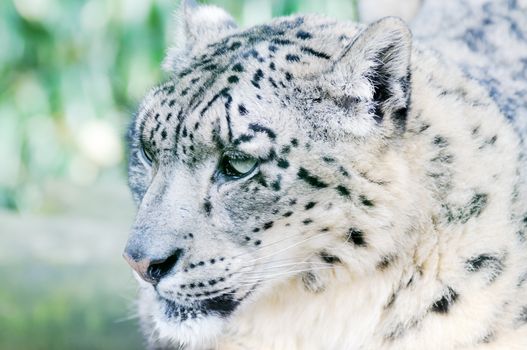 Snow leopard closeup stalking its prey in wildnerness