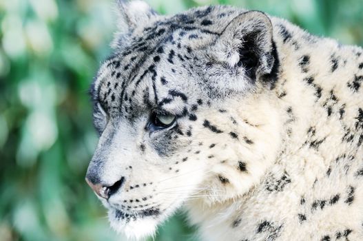 Snow leopard closeup of head showing detail of fur