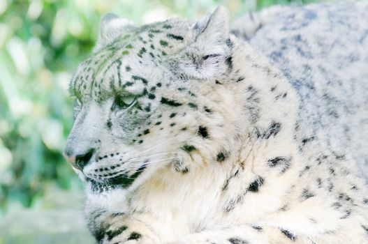 Snow leopard closeup having a rest in the wild