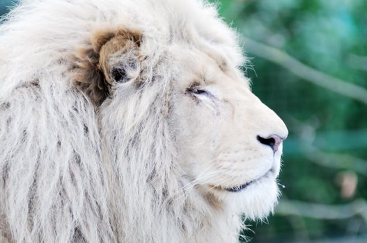 White lion closeup of head profile showing fur detail