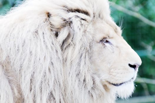 White lion closeup showing fur detail and face
