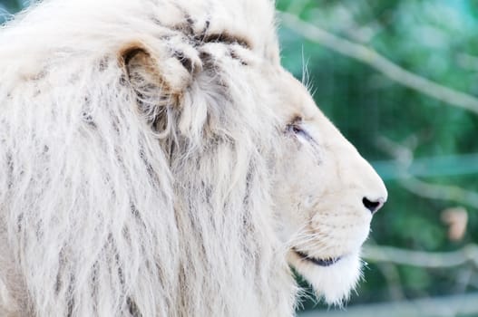 White lion closeup profile of head showing fur detail