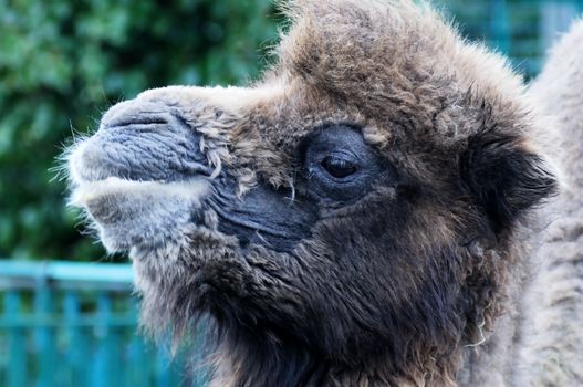 Closeup of camel head looking furry