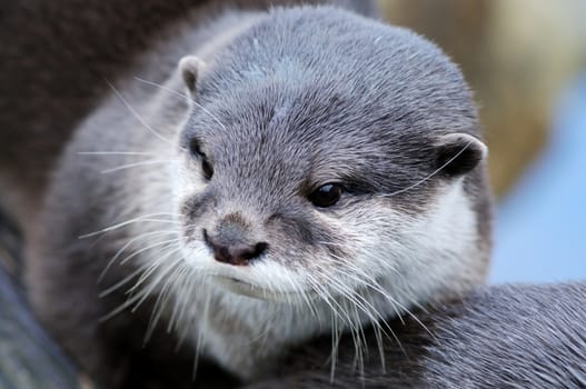 Cuttest otter photograph ever, closeup of fur