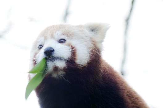 Cute red panda looking hungry eating bamboo