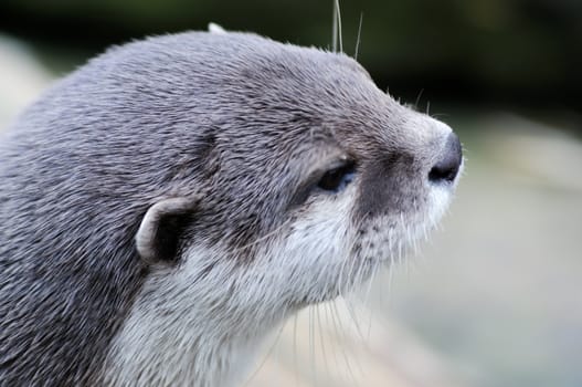 Otter looking cute closeup