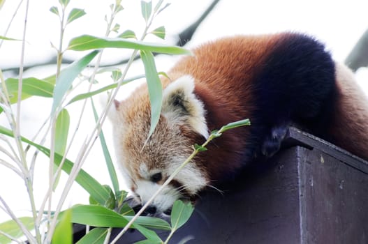 Red panda enjoying a snack closeup profile