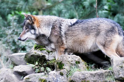 A lone wolf watching and waiting for prey