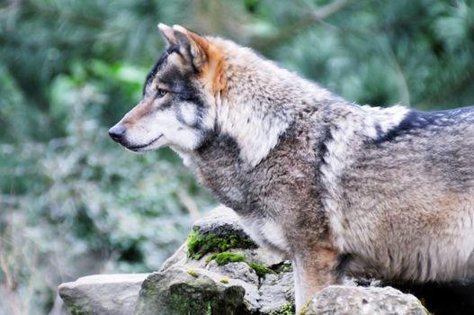 A lone wolf in a forest profile closeup