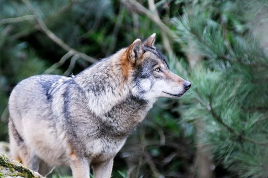 A single wolf in the wilderness closeup