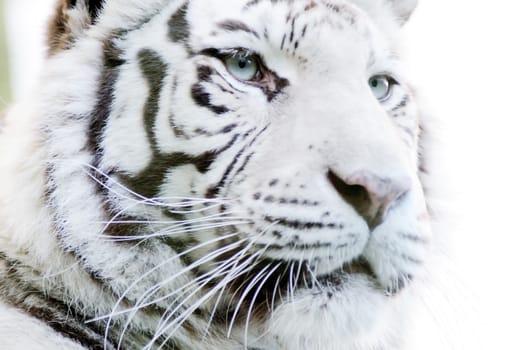 Closeup of white tiger with fur detail and stripes