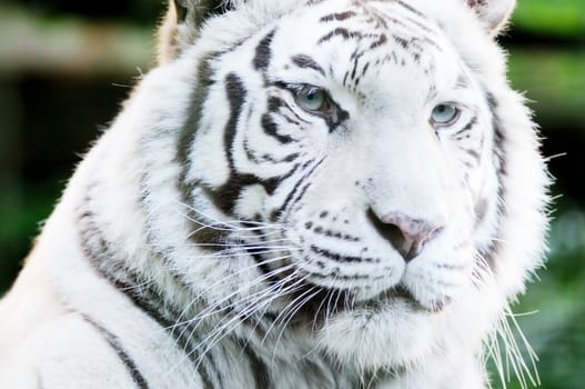 Closeup of white tiger face fur detail is stripey