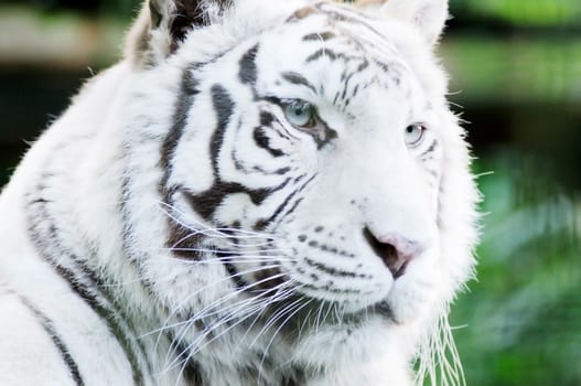 Closeup of white tiger face showing fur detail and stripes