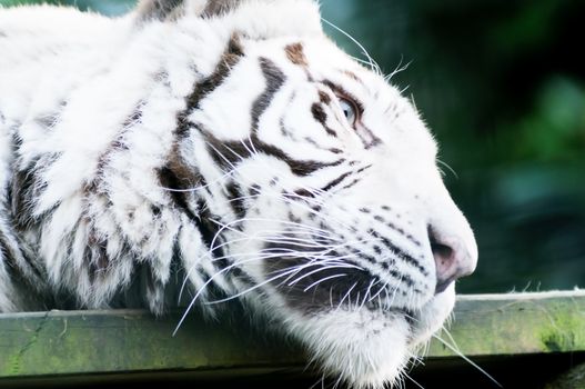 Closeup of white tiger profile showing fur detail