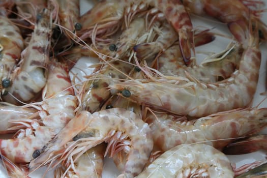 fresh fished shrimps - background
