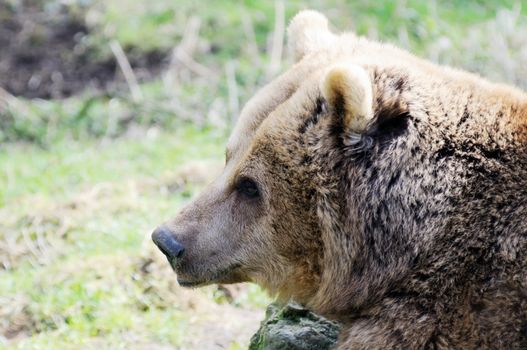 Profile of brown bears head closeup looking away