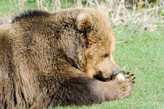 Closeup of brown bear eating apple profile closeup