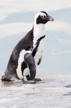 Profile view of humboldt penguin staning on a rock
