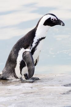 Closeup of penguin standing by a pool of water