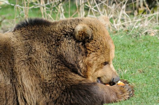 Closeup profile of brown bear eating apple in sunshine