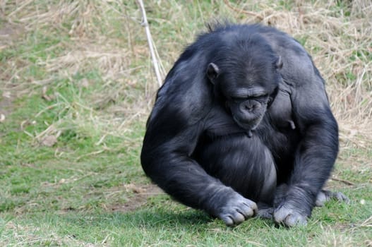 A lone female chimpanzee looking down sitting on grass