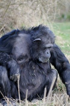 Chimpanzee looks relaxed sitting down eating grass