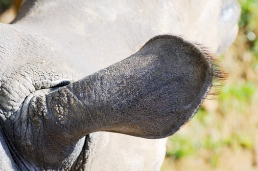 Closeup of rhinoceros ear in sunshine