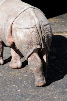 Closeup of rear of rhino in bright sunshine