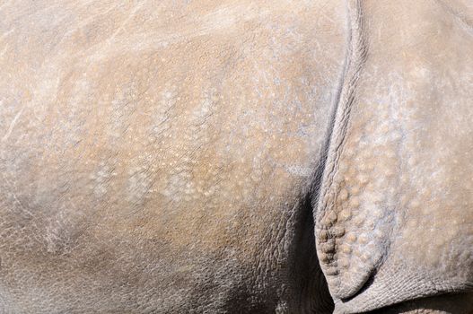 Closeup abstract texture of rhinoceros skin for background