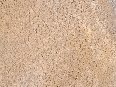 Closeup of rhinoceros skin texture for background